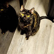 Lilah joined the competition — help win amazing prizes! animal, cat, curious, domestic, ears, feline, flooring, fur, indoor, light, looking_up, pet, quiet, reflection, shadow, sitting, tail, tortoiseshell, wooden_floor, yellow_eyes