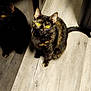 animal, cat, curious, domestic, ears, feline, flooring, fur, indoor, light, looking_up, pet, quiet, reflection, shadow, sitting, tail, tortoiseshell, wooden_floor, yellow_eyes