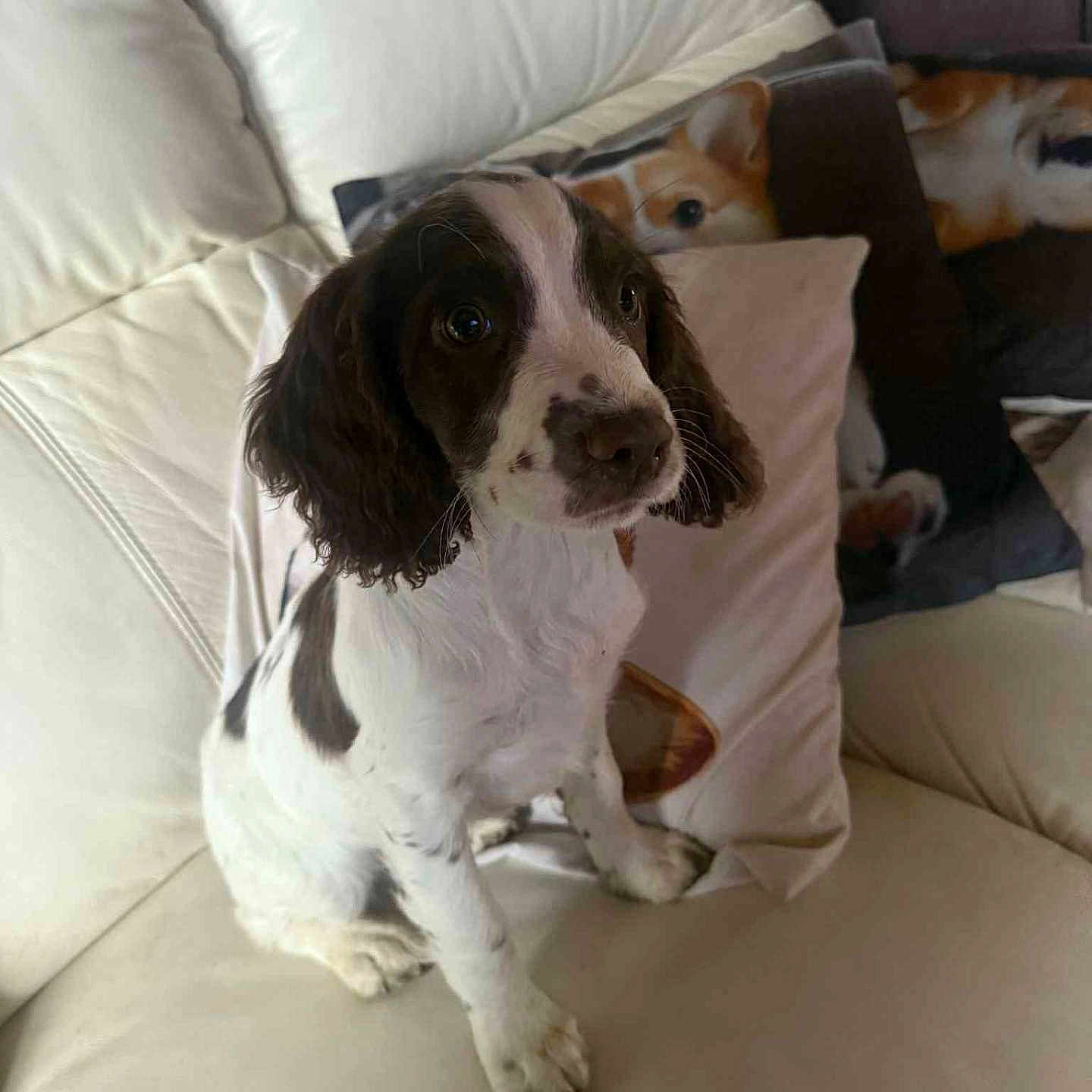 Alba a rejoint le concours — aidez-le/la à gagner de superbes lots ! animal, black_and_white, companion, cozy, cute, dog, domestic, ears, eyes, fur, home, indoor, living_room, nose, pet, pillow, puppy, sitting, white_couch, young_dog