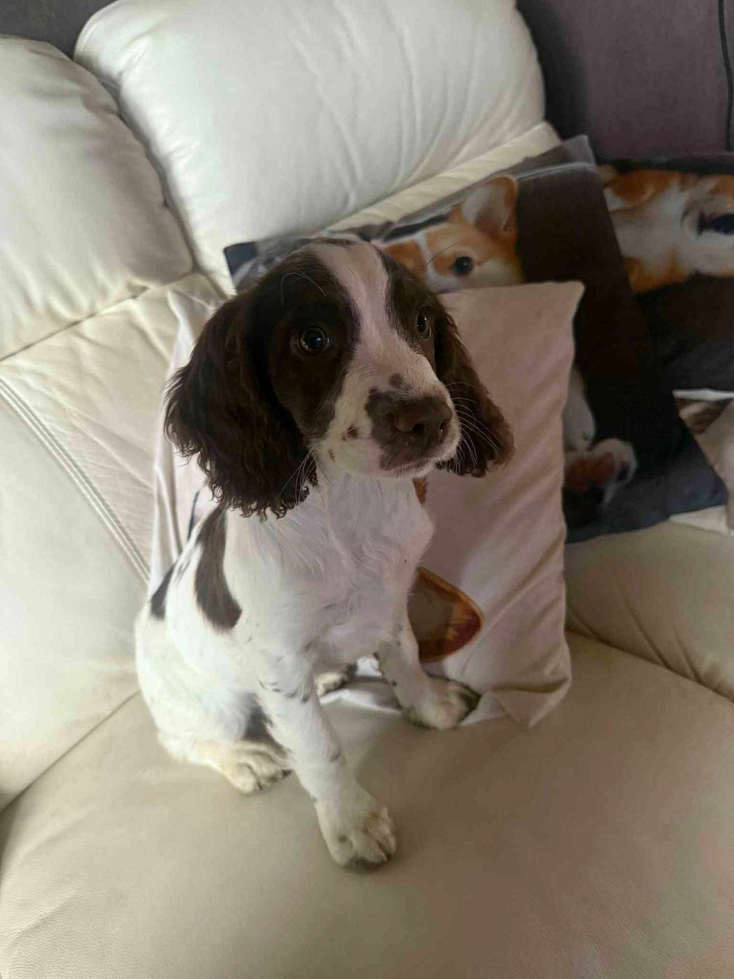 Alba a rejoint le concours — aidez-le/la à gagner de superbes lots ! puppy, dog, white_couch, pillow, indoor, pet, cute, sitting, black_and_white, fur, ears, nose, eyes, home, cozy, living_room, animal, companion, domestic, young_dog