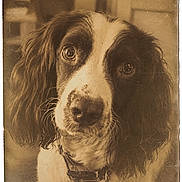 Alba participe au concours pour gagner de l'argent avec cette photo : animal, antique, black_and_white, close_up, collar, dog, face, floppy_ears, indoors, long_hair, looking_at_camera, nostalgic, paper, pet, photograph, portrait, scratches, sepia, spaniel, vintage
