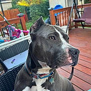 Storm is registered to the contest to win money with this photo: dog, pet, outdoor, deck, wooden_floor, collar, tag, gray_dog, white_markings, furniture, chair, garden, greenery, basketball_hoop, toys, daylight, focus, alert, nose, ear