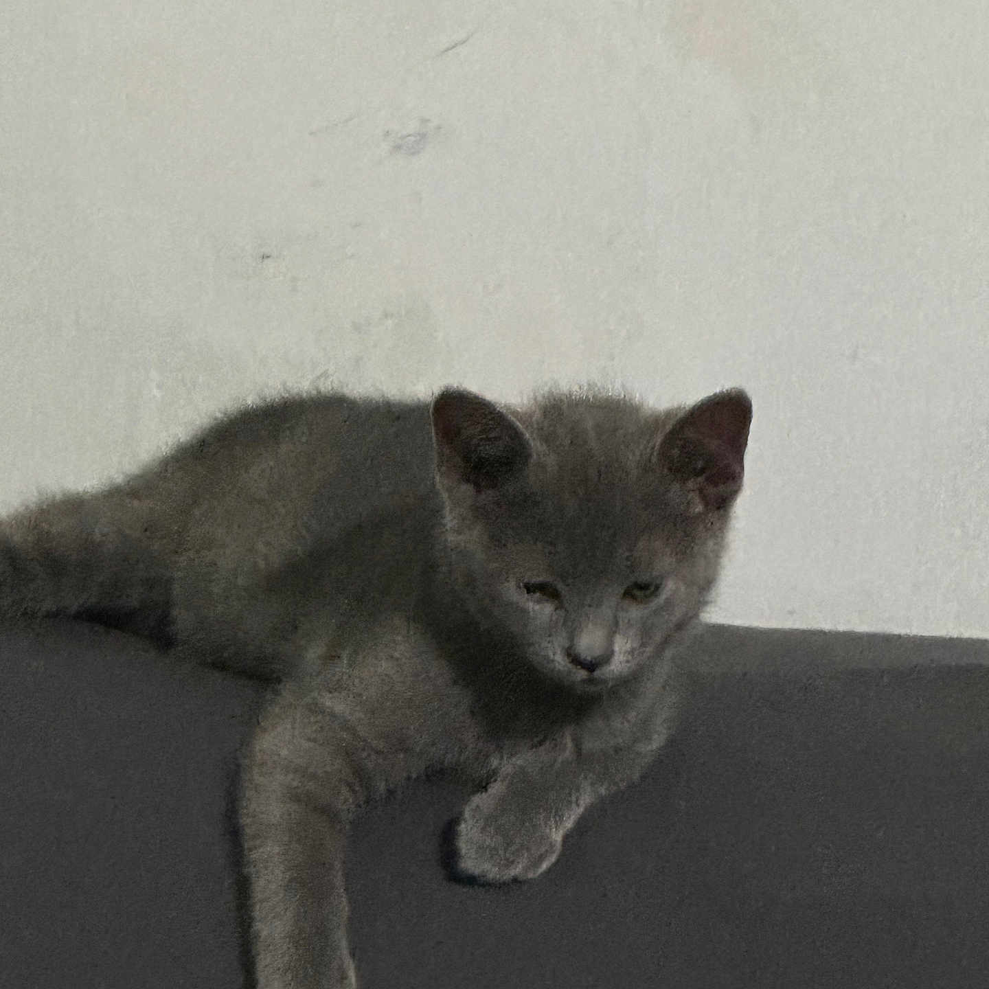 Smokey joined the competition — help win amazing prizes! abyssinian, angora, animal, art, blackcat, cat, drawing, gray, kitten, manx, pet, siamese