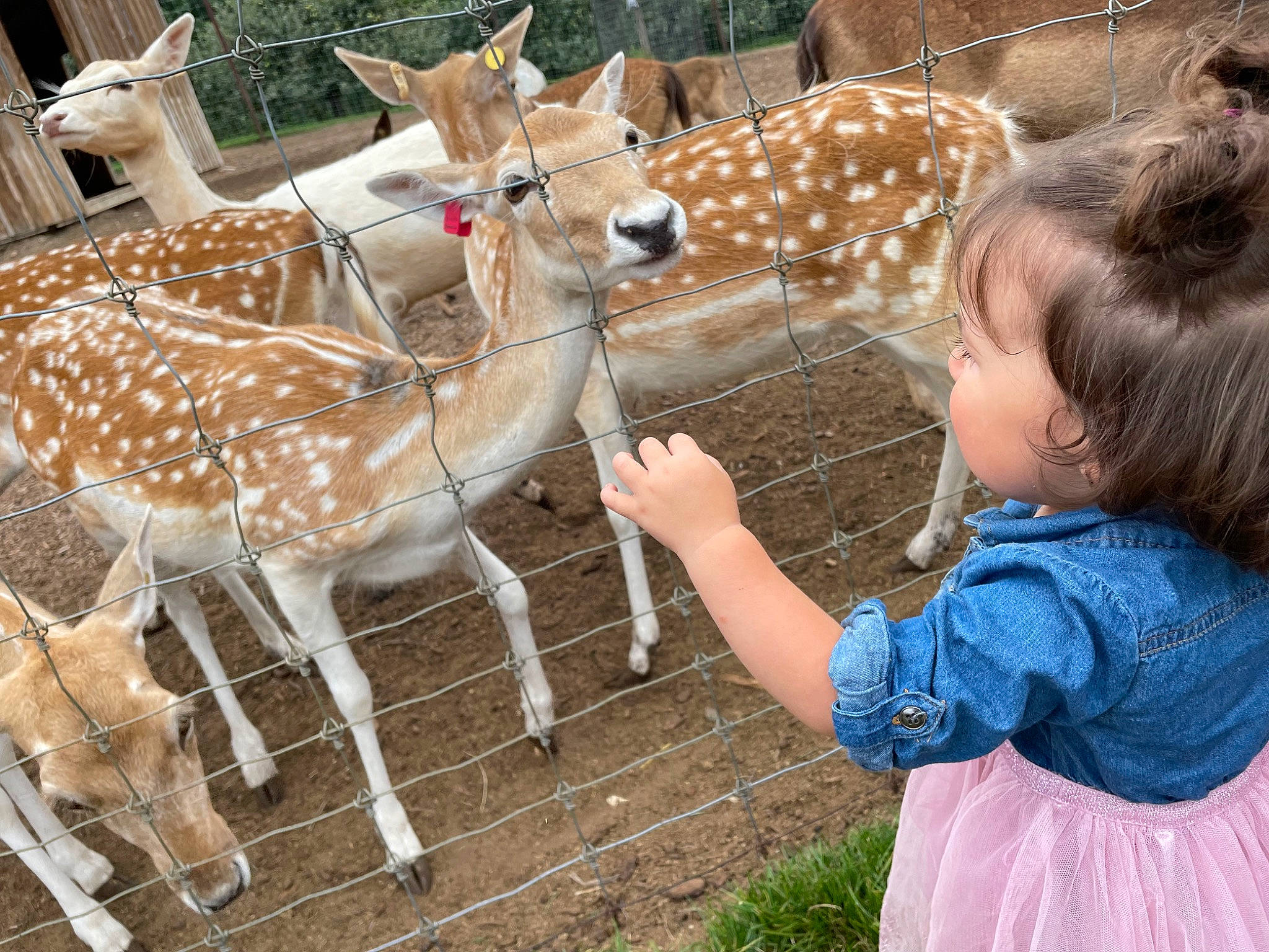 Camilla joined the competition — help win amazing prizes! adaptation, baby_toddler_clothing, deer, event, fawn, fence, fun, giraffe, giraffidae, grass, happy, landscape, leisure, organism, person, recreation, snapshot, snout, terrestrial_animal, toddler