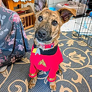 Riker joined the competition — help win amazing prizes! attentive, blanket, canine, carpet, collar, costume, crate, cute, dog, ears, eyes, floor, furniture, head_tilt, indoor, patterned_rug, pet, red_clothing, star_trek_uniform, tag