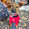 attentive, blanket, canine, carpet, collar, costume, crate, cute, dog, ears, eyes, floor, furniture, head_tilt, indoor, patterned_rug, pet, red_clothing, star_trek_uniform, tag