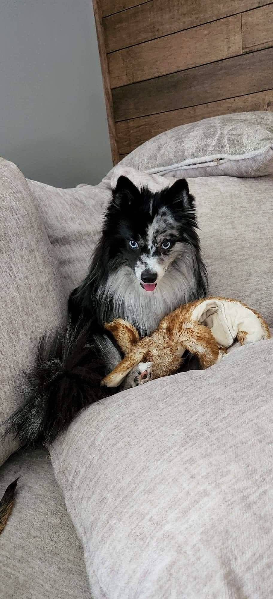 Rayne is registered to the contest to win money with this photo: canidae, carnivore, comfort, companion_dog, couch, dog, dog_breed, dog_supply, fur, german_spitz_mittel, grey, non_sporting_group, puppy, snout, spitz, sporting_group, tail, toy_dog, whiskers, working_dog
