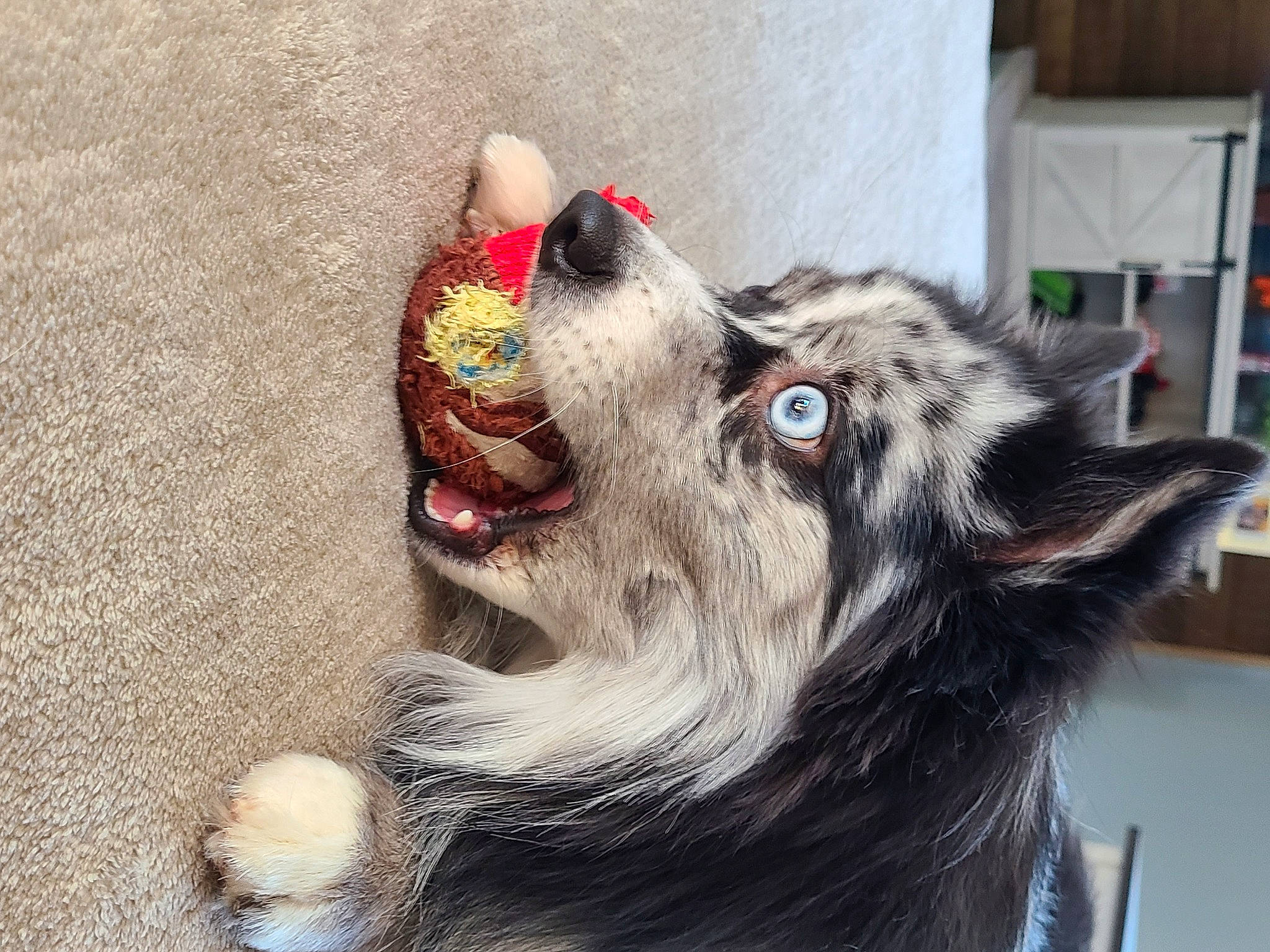 Rayne joined the competition — help win amazing prizes! canidae, carnivore, collar, companion_dog, dog, dog_breed, dog_collar, dog_supply, fang, felidae, fur, jaw, leash, liver, small_to_medium_sized_cats, snout, sporting_group, whiskers, working_animal, working_dog