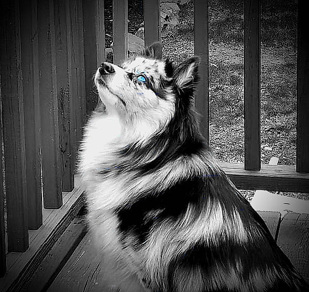 Rayne is registered to the contest to win money with this photo: black_and_white, canidae, carnivore, cat, darkness, fang, felidae, fur, glass, illustration, monochrome, monochrome_photography, small_to_medium_sized_cats, snout, style, tail, terrestrial_animal, tints_and_shades, whiskers, window