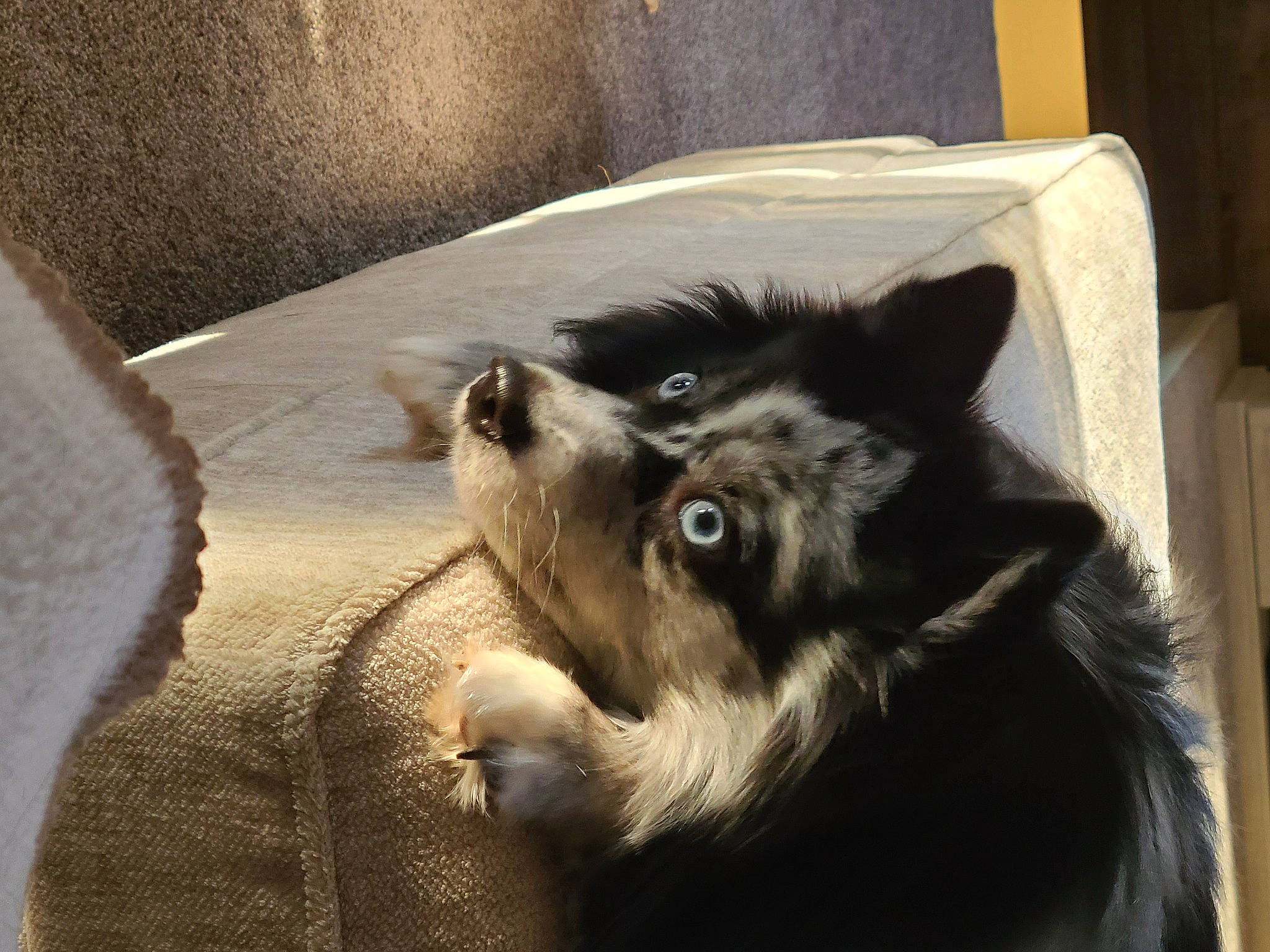 Rayne is registered to the contest to win money with this photo: black_norwegian_elkhound, canis, carnivore, companion_dog, dog, dog_breed, fur, german_spitz, german_spitz_mittel, herding_dog, non_sporting_group, siberian_husky, sled_dog, spitz, sporting_group, terrestrial_animal, whiskers, wolf, working_animal, working_dog