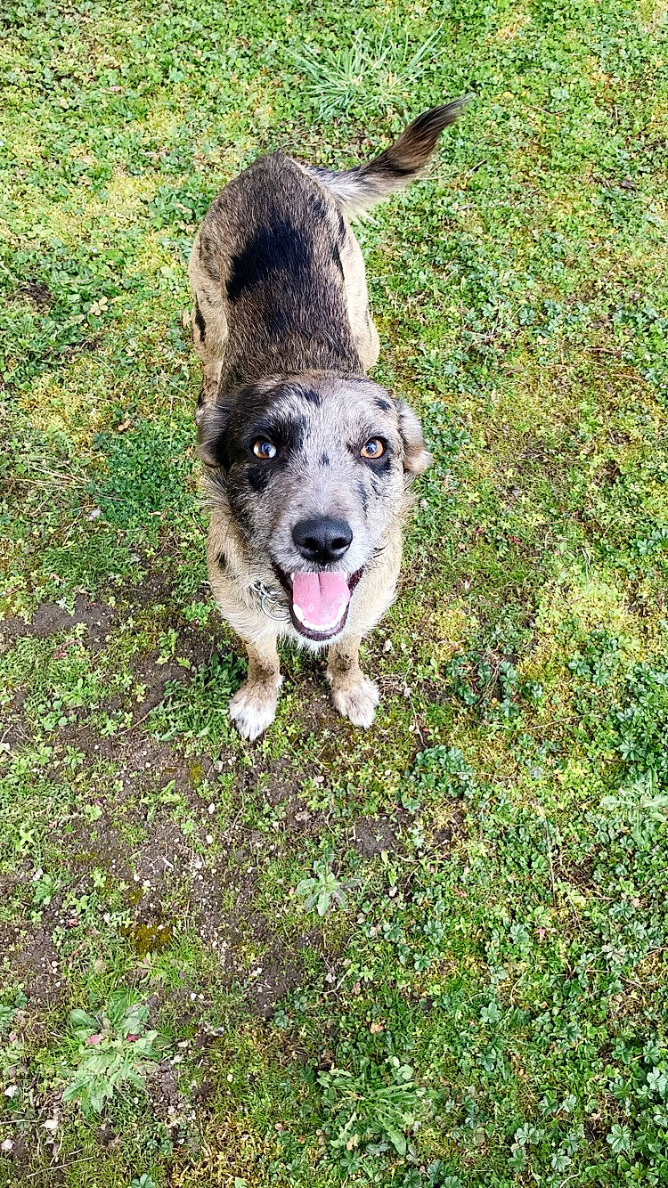 Iris