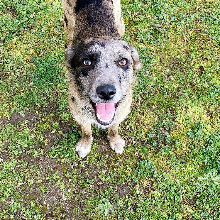 Iris
