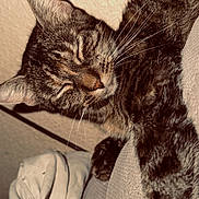 Bubble participe au concours pour gagner de l'argent avec cette photo : cat, tabby, sleeping, relaxed, feline, whiskers, closed_eyes, fur, striped_fur, pet, animal, indoors, home, furniture, couch, blanket, paw, portrait, cozy, sepia
