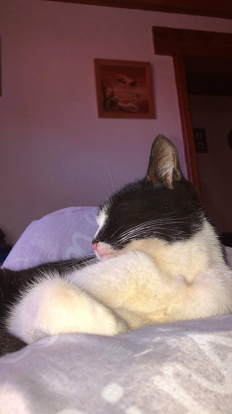 Simba a rejoint le concours — aidez-le/la à gagner de superbes lots ! carnivore, cat, ear, felidae, fur, neck, nose, small_to_medium_sized_cats, whiskers