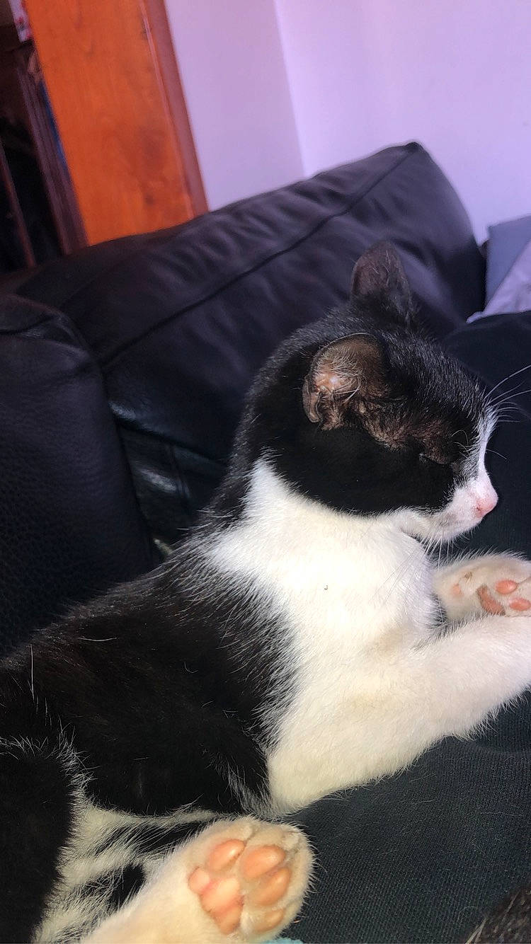 Simba a rejoint le concours — aidez-le/la à gagner de superbes lots ! american_wirehair, carnivore, cat, domestic_short_haired_cat, felidae, fur, kitten, mammal, polydactyl_cat, small_to_medium_sized_cats, tail, whiskers