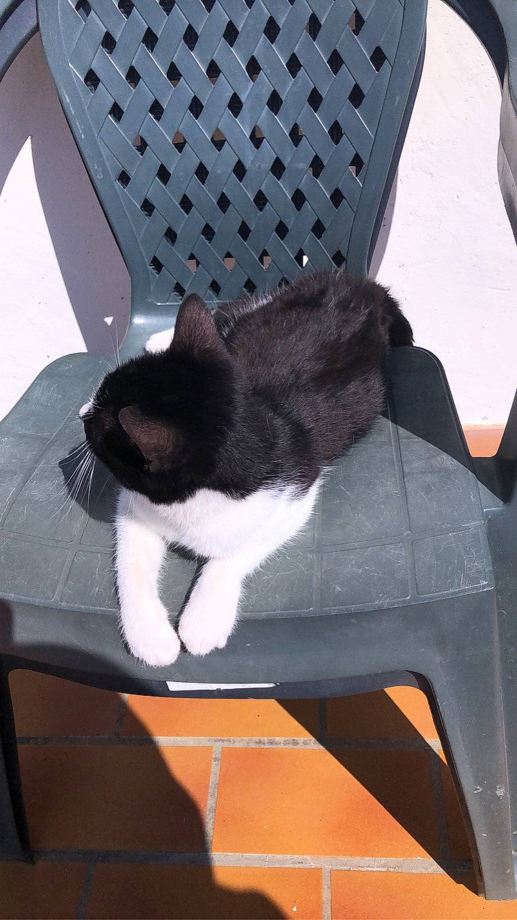 Simba a rejoint le concours — aidez-le/la à gagner de superbes lots ! canidae, carnivore, cat, chair, dog, dog_breed, fawn, felidae, small_to_medium_sized_cats, sporting_group, tail