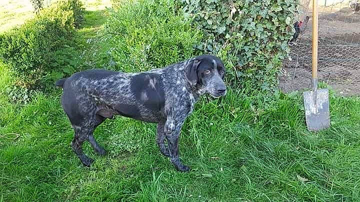 Prince a rejoint le concours — aidez-le/la à gagner de superbes lots ! blue_picardy_spaniel, braque_dauvergne, canidae, carnivore, dog, dog_breed, german_shorthaired_pointer, german_wirehaired_pointer, hunting_dog, large_munsterlander, mammal, old_danish_pointer, pointer, pointing_breed, sporting_group, stichelhaar, vertebrate