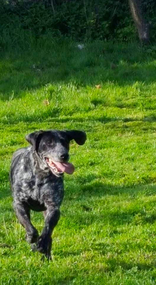 Prince participe au concours pour gagner de l'argent avec cette photo : canidae, carnivore, dog, dog_breed, german_shorthaired_pointer, hunting_dog, mammal, pointer, pointing_breed, sporting_group, vertebrate