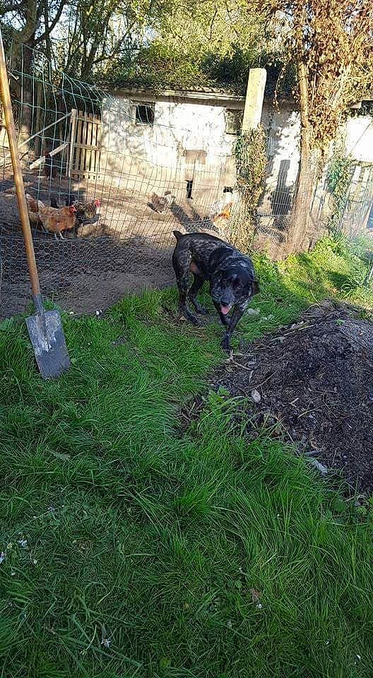 Prince a rejoint le concours — aidez-le/la à gagner de superbes lots ! backyard, canidae, carnivore, dog, dog_breed, grass, guard_dog, hunting_dog, lawn, patterdale_terrier, sporting_group, tail, yard