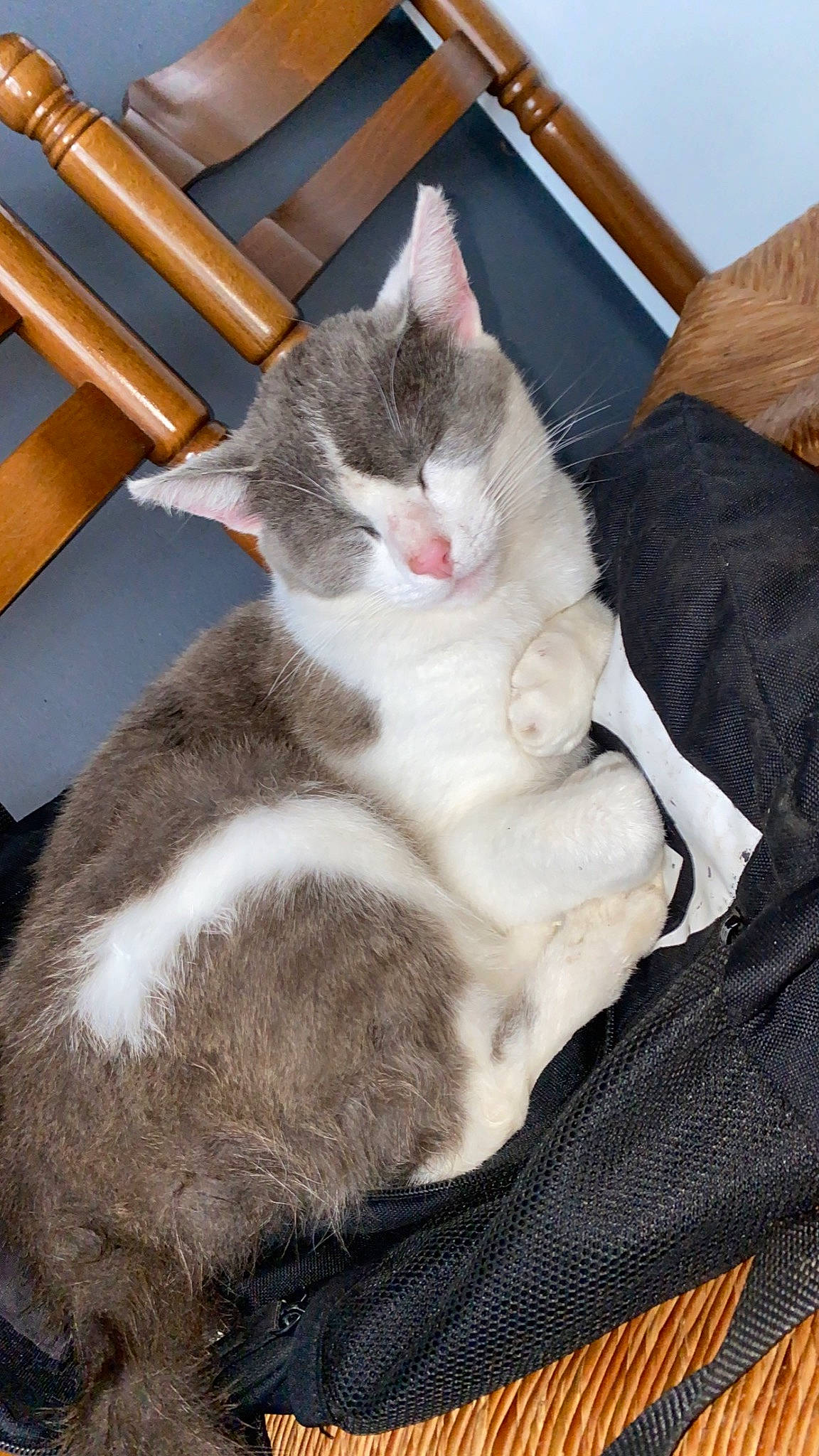 Nala participe au concours pour gagner de l'argent avec cette photo : carnivore, cat, cat_supply, claw, comfort, domestic_short_haired_cat, fawn, felidae, fur, paw, sitting, small_to_medium_sized_cats, snout, tail, whiskers, wood