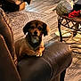 Nova is registered to the contest to win money with this photo: brown, casual, clutter, couch, cozy, curious, dog, domestic, furniture, indoor, leather_chair, living_room, pet, plastic_bag, resting, rug, slippers, small_dog, table, wood_flooring