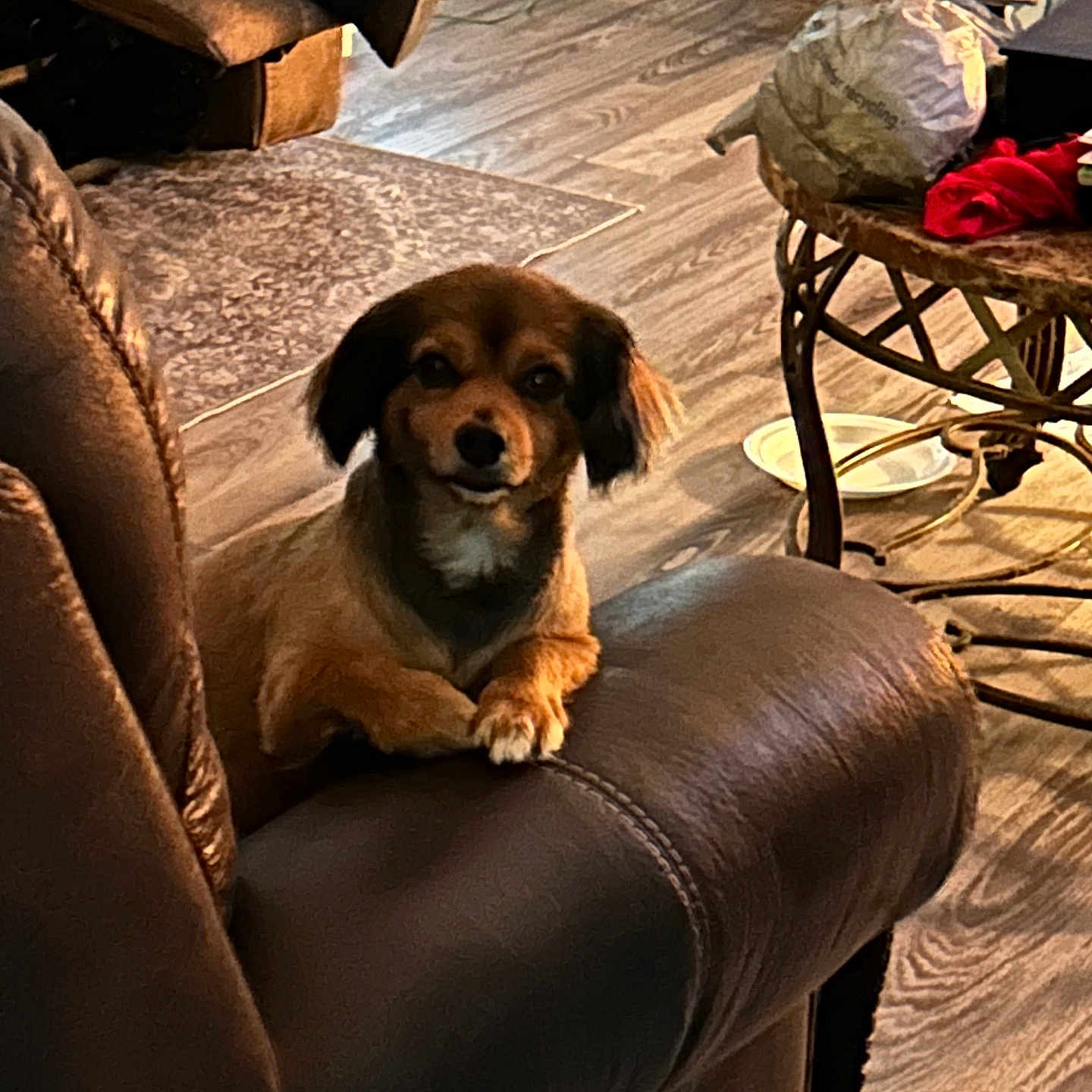 Nova is registered to the contest to win money with this photo: brown, casual, clutter, couch, cozy, curious, dog, domestic, furniture, indoor, leather_chair, living_room, pet, plastic_bag, resting, rug, slippers, small_dog, table, wood_flooring