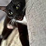 Tuxi is registered to the contest to win money with this photo: animal, beige, black_cat, cat, close_up, cozy, curious, cute, face, feline, green_eyes, indoor, looking, lying_down, pet, portrait, resting, soft_focus, texture, whiskers
