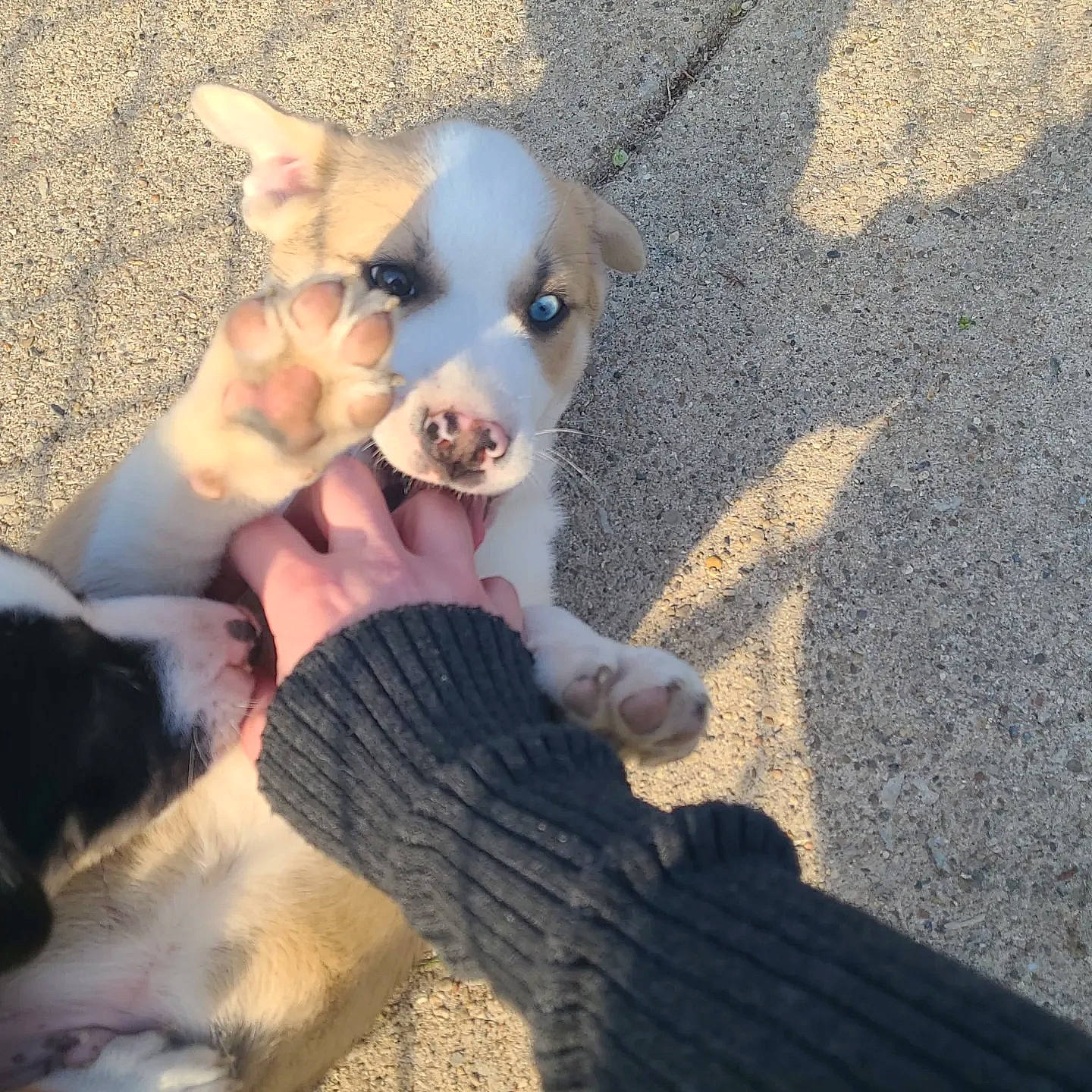 Cosmo joined the competition — help win amazing prizes! canidae, carnivore, chihuahua, comfort, companion_dog, dog, dog_breed, fawn, fur, gesture, hand, happy, paw, puppy_love, snout, sporting_group, tail, toy_dog, whiskers, working_animal