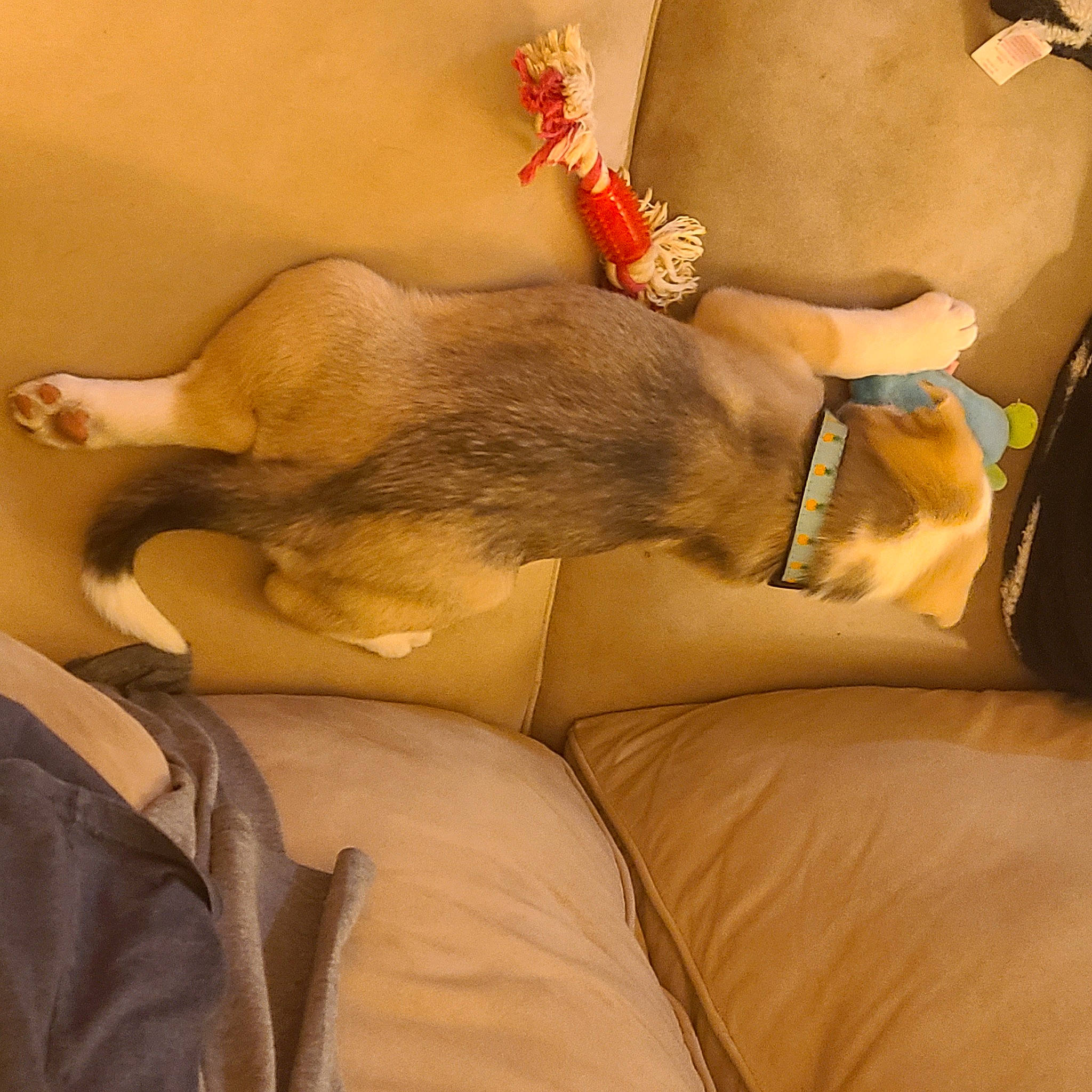 Cosmo is registered to the contest to win money with this photo: abdomen, carnivore, comfort, companion_dog, dog, dog_breed, elbow, fawn, foot, hand, human_body, human_leg, jewellery, knee, leg, snout, thigh, trunk, working_animal, wrist