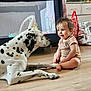 énola a rejoint le concours — aidez-le/la à gagner de superbes lots ! animal, baby, cabinets, child, curtains, dalmatian, dog, floor, friendship, happy, home, indoor, interaction, pet, playpen, sitting, smiling, toy, wooden_floor, young_child