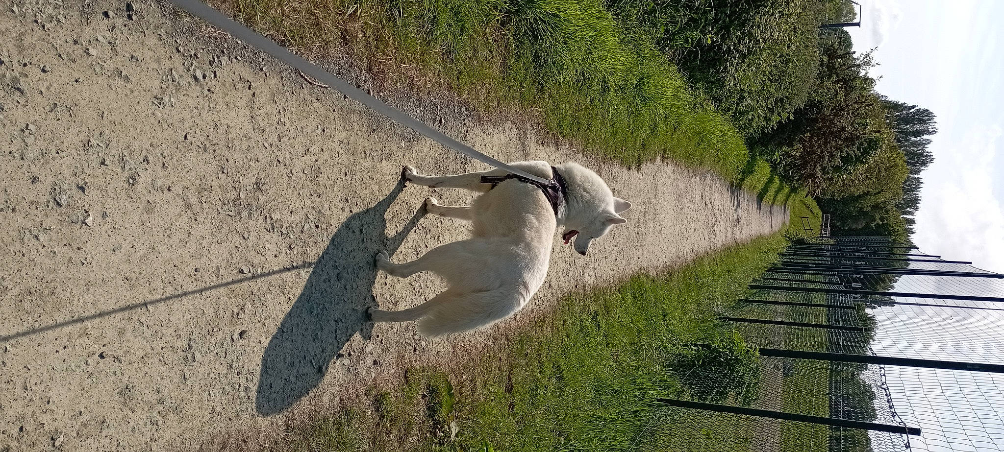 Ilton participe au concours pour gagner de l'argent avec cette photo : asphalt, beak, cement, concrete, curb, grass, landscape, plant, road, road_surface, seabird, shadow, sidewalk, slope, soil, tail, tree, wood, working_animal