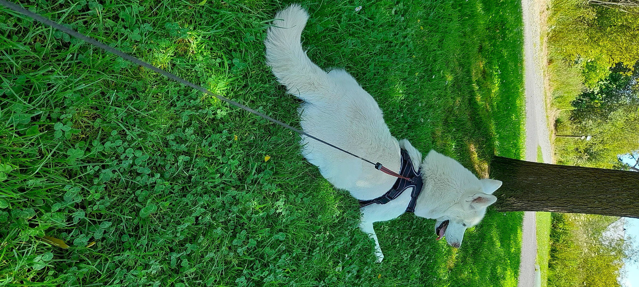 Ilton a rejoint le concours — aidez-le/la à gagner de superbes lots ! beak, canidae, carnivore, cockatoo, collar, companion_dog, dog, dog_breed, fawn, goats, grass, grassland, groundcover, leash, pasture, plant, shrub, tail, tree, working_animal