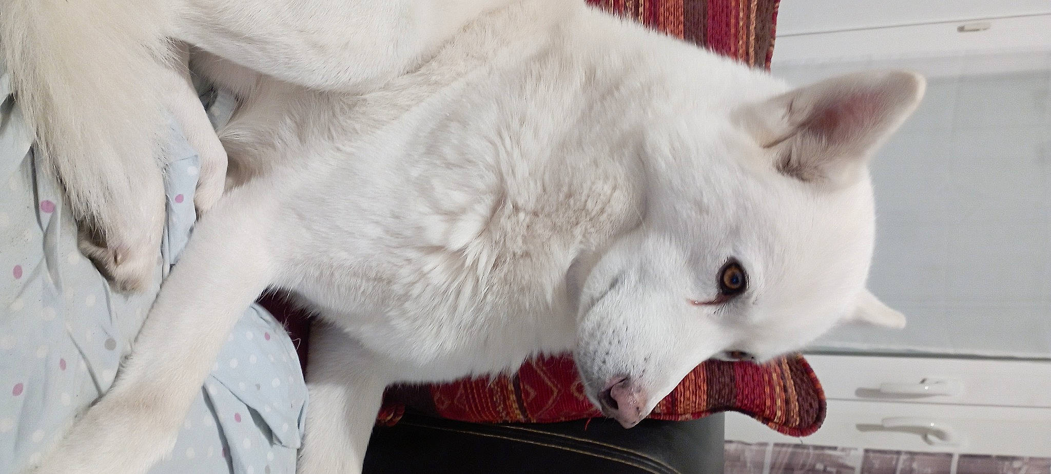 Ilton a rejoint le concours — aidez-le/la à gagner de superbes lots ! carnivore, cat, claw, comfort, domestic_short_haired_cat, fang, felidae, fur, paw, small_to_medium_sized_cats, snout, tail, terrestrial_animal, whiskers