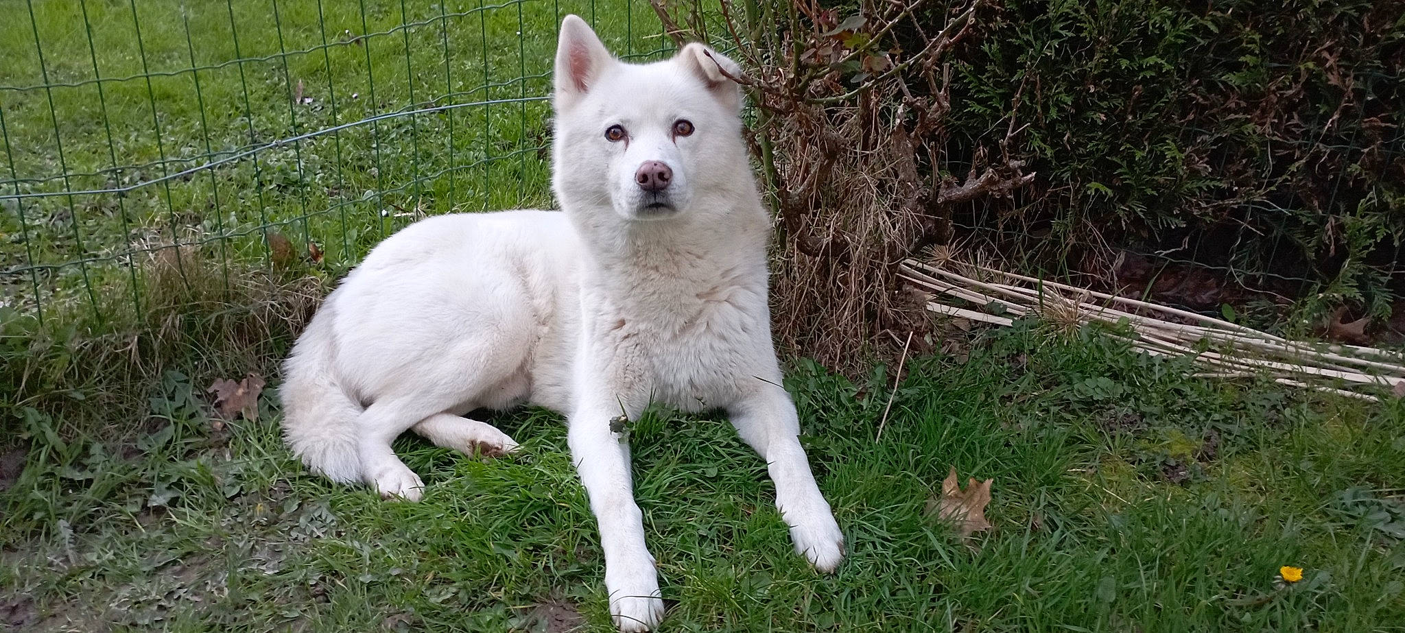 Ilton participe au concours pour gagner de l'argent avec cette photo : ancient_dog_breeds, canidae, canis, carnivore, companion_dog, dog, dog_breed, fawn, fence, grass, kintamani, non_sporting_group, snout, sporting_group, tail, terrestrial_animal, wildlife, wolf, working_animal, working_dog