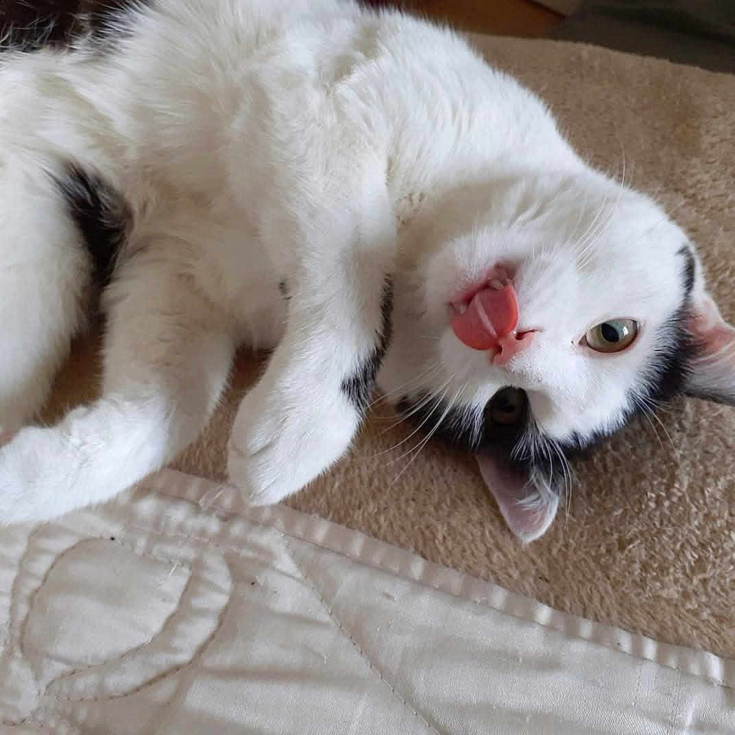 Mi Amor a rejoint le concours — aidez-le/la à gagner de superbes lots ! adorable, animal, black_spots, carpet, cat, close_up, cute, domestic_cat, ears, feline, fur, indoor, lying_down, paw, pet, playful, relaxed, tongue_out, whiskers, white_cat