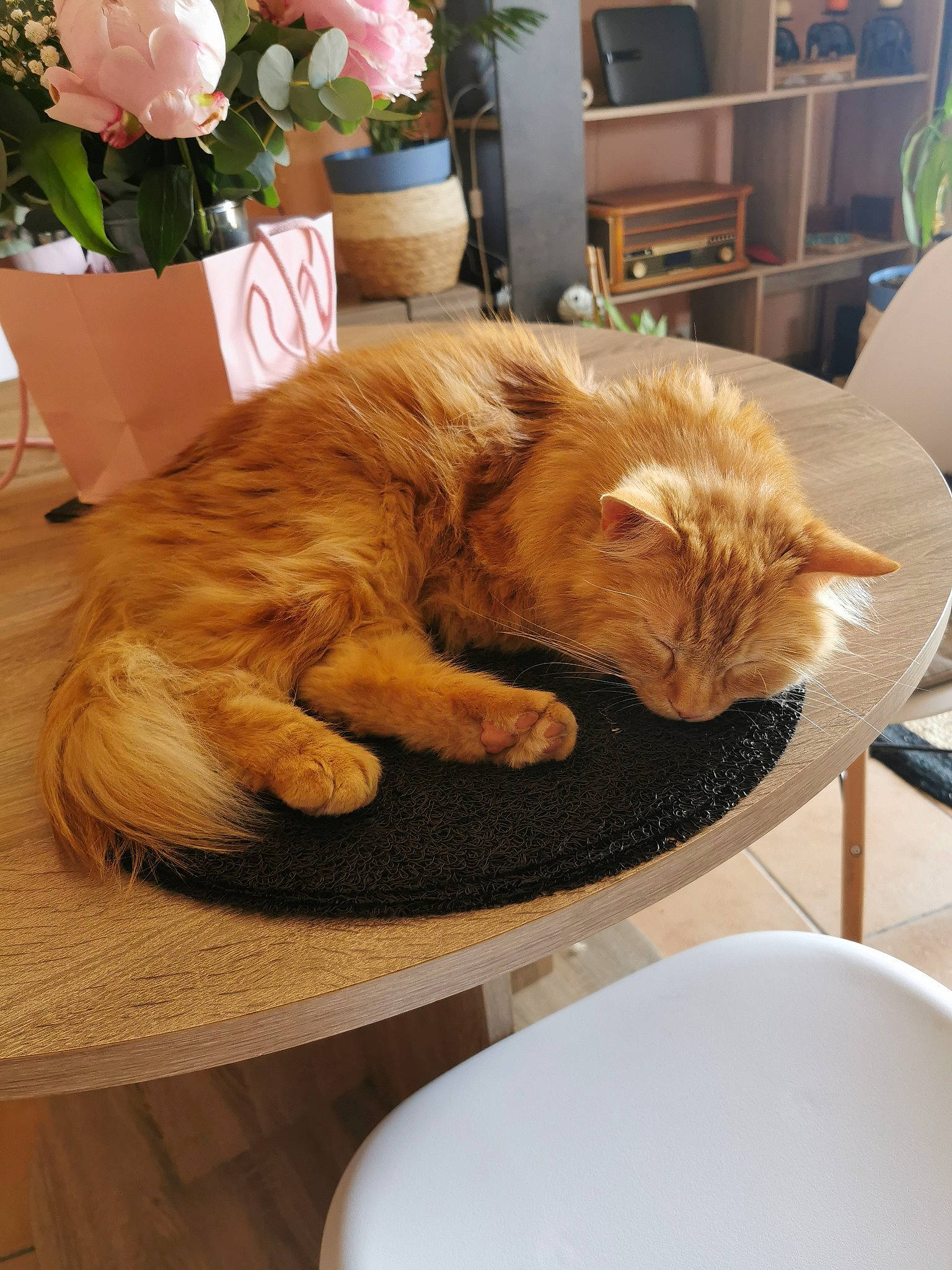 Richard participe au concours pour gagner de l'argent avec cette photo : carnivore, cat, chair, comfort, companion_dog, dishware, domestic_short_haired_cat, fawn, felidae, flower, fur, furniture, houseplant, plant, room, serveware, small_to_medium_sized_cats, tail, whiskers, wood