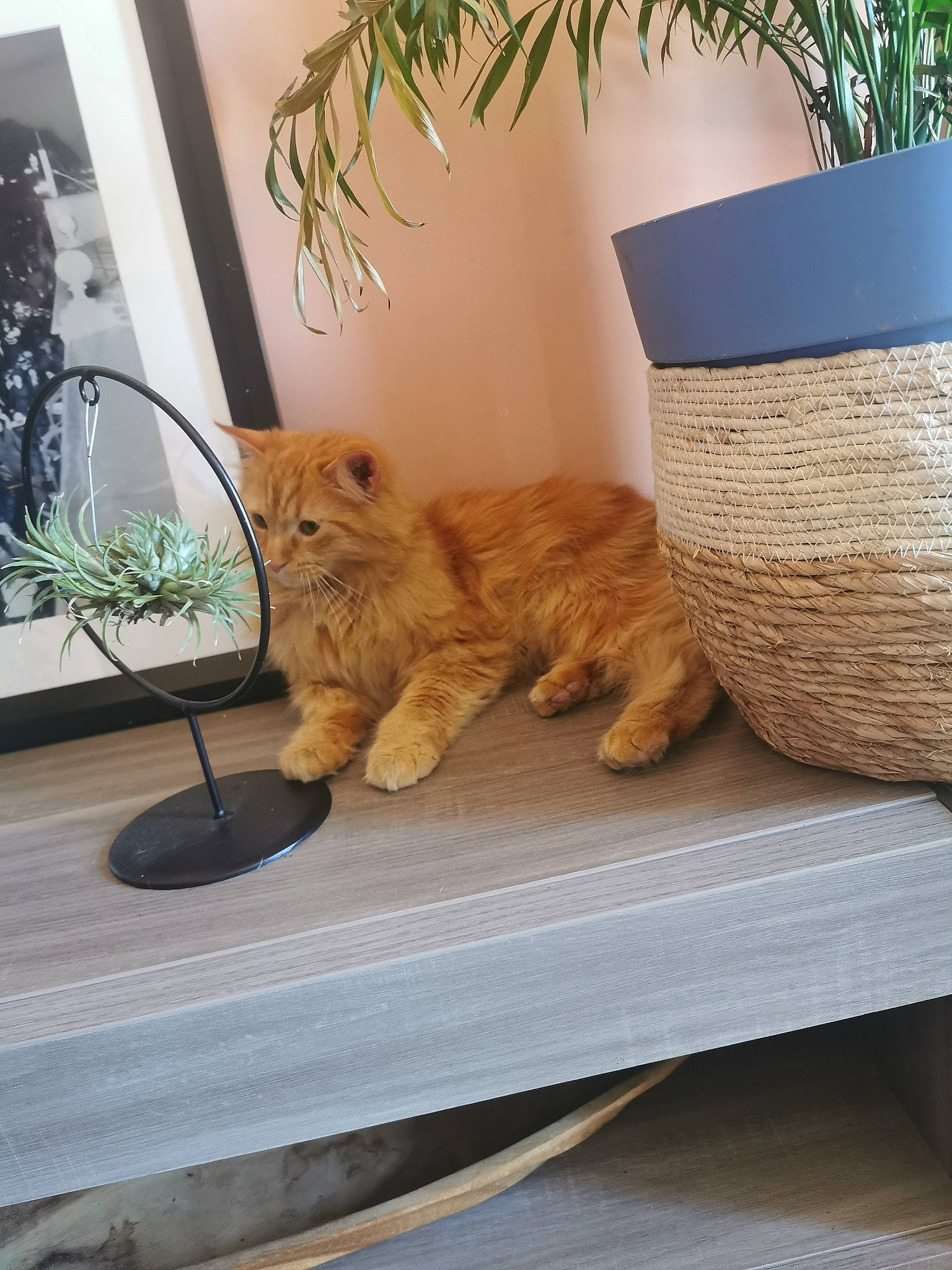 Richard a rejoint le concours — aidez-le/la à gagner de superbes lots ! basket, carnivore, cat, comfort, couch, domestic_short_haired_cat, fawn, felidae, floor, flooring, fur, hardwood, plant, rectangle, room, small_to_medium_sized_cats, table, tail, whiskers, wood