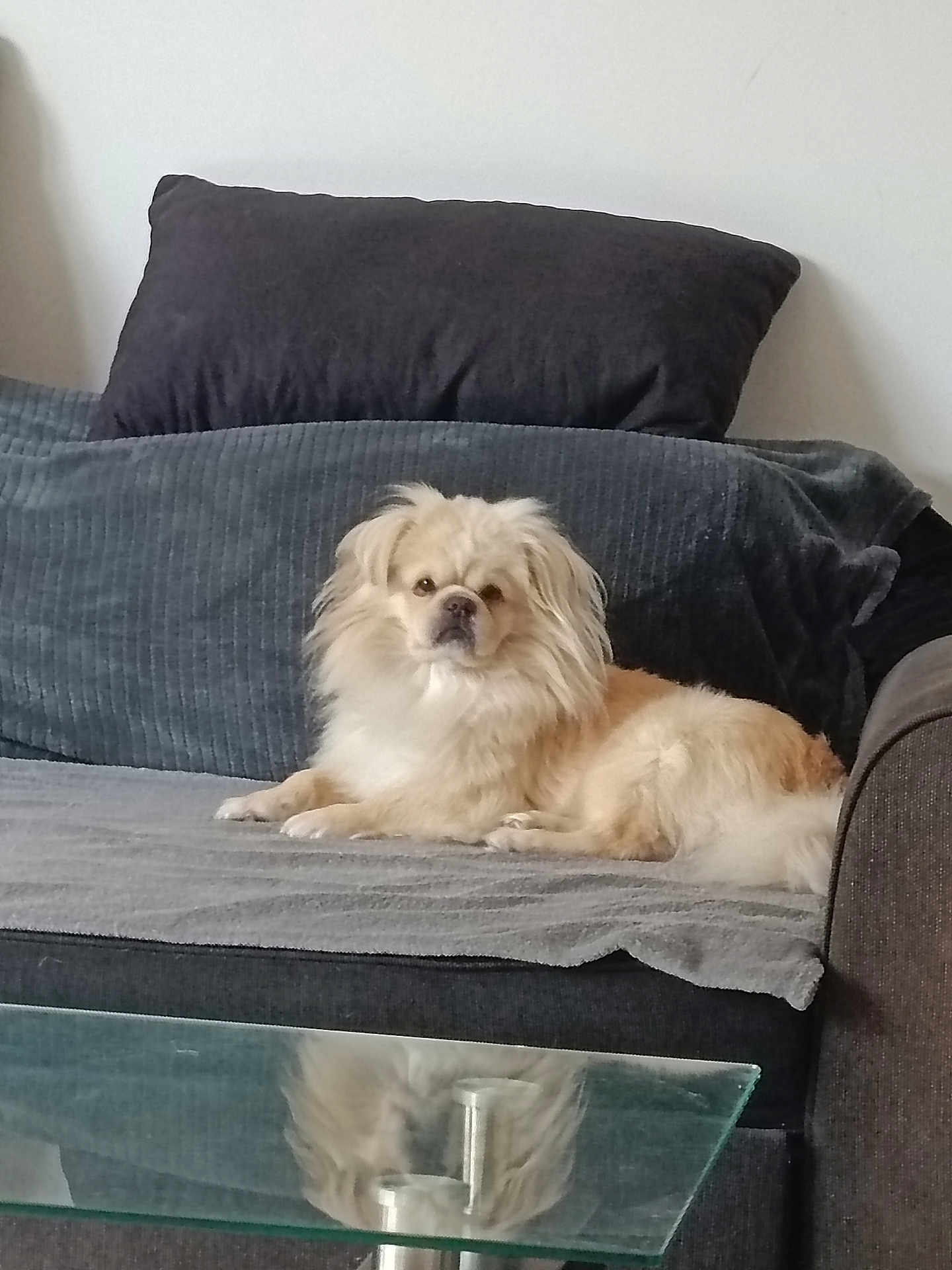 Simba