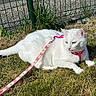 cat, white_cat, animal, pet, grass, outdoor, leash, harness, fence, sunlight, greenery, nature, resting, mammal, domestic_animal, cute, fur, whiskers, pink, summer