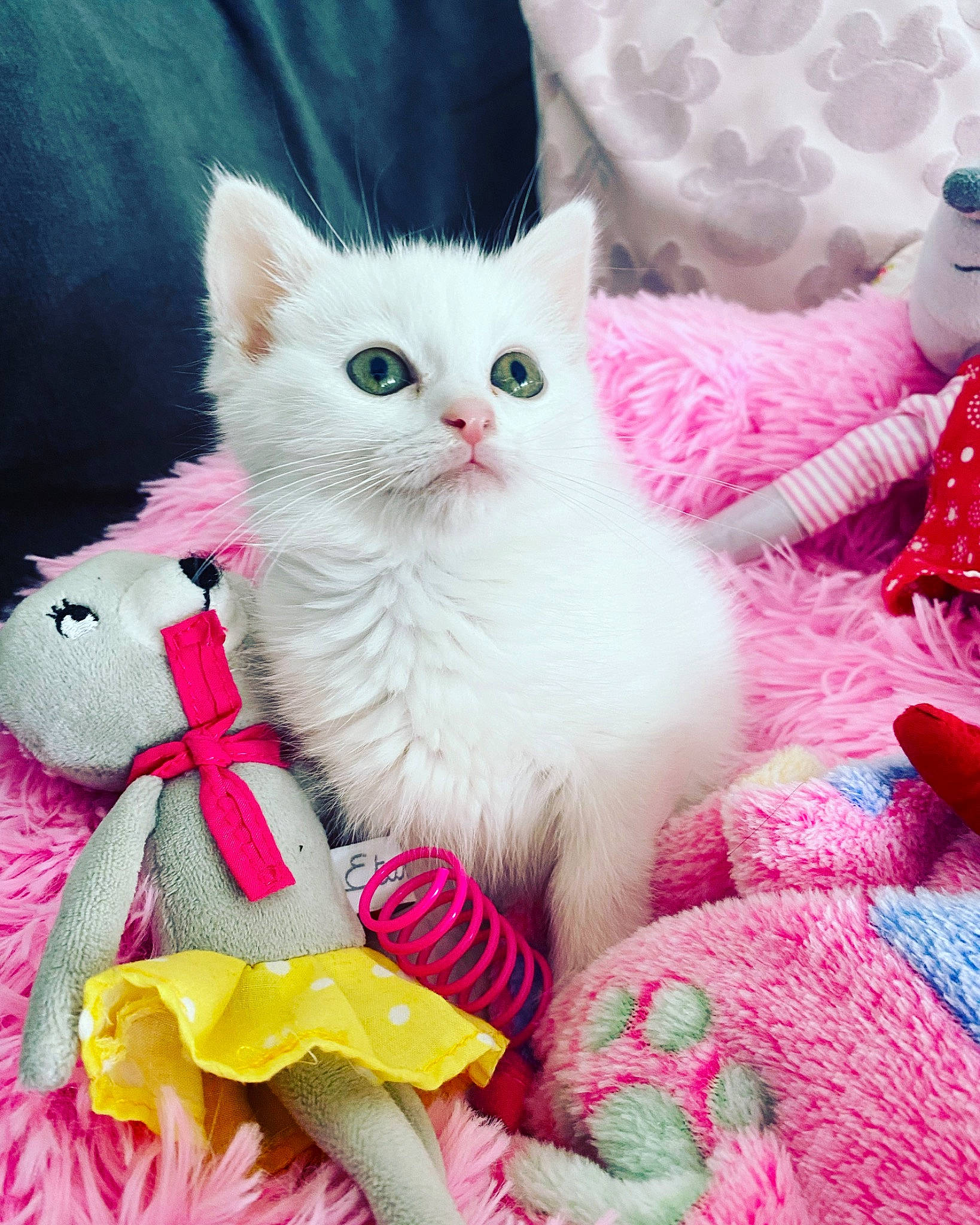 Ruby a rejoint le concours — aidez-le/la à gagner de superbes lots ! art, carnivore, cat, claw, comfort, craft, event, fawn, felidae, fur, linens, magenta, pattern, paw, pink, small_to_medium_sized_cats, tail, textile, whiskers, white