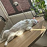 cat, white_cat, lying_down, relaxed, sunlight, wooden_table, indoor, plant, green_plant, window, lamp, comic_book, furniture, cozy, pet, fluffy, resting, domestic, home, sunlight_shadow