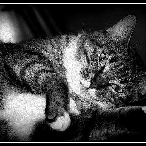 Choupette