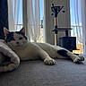 cat, indoor, relaxed, blanket, curtains, window, daylight, cat_tree, feline, resting, home, pet, cozy, white, black_spots, soft_light, floor, quiet, domestic, comfortable