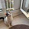 cat, black_and_white, sitting, floor, tile, window, open_window, curious, indoor, natural_light, curtain, rug, domestic, pet, whiskers, ears, tail, home, daylight, looking_up