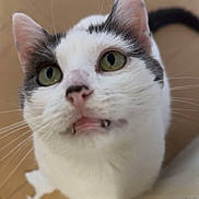 Groot participe au concours pour gagner de l'argent avec cette photo : cat, white_cat, gray_spots, green_eyes, fangs, whiskers, curious, looking_up, indoor, floor, tile_floor, pet, animal, cute, close_up, feline, door_corner, household, domestic_cat, funny_expression