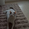 cat, indoor, rug, window, natural_light, pet, feline, relaxed, cozy, home, floor, white_cat, gray_spots, looking_up, animal, domestic, soft_texture, quiet, resting, comfortable