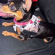 Belle is registered to the contest to win money with this photo: dog, puppy, black_and_tan, small_breed, happy, smiling, panting, pink_collar, harness, pet_clothing, sitting, car, car_seat, leather_interior, close_up, flash_photography, animal_portrait, pointed_ears, teeth, tongue