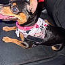 dog, puppy, black_and_tan, small_breed, happy, smiling, panting, pink_collar, harness, pet_clothing, sitting, car, car_seat, leather_interior, close_up, flash_photography, animal_portrait, pointed_ears, teeth, tongue