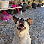 Nimbus a rejoint le concours — aidez-le/la à gagner de superbes lots ! dog, outdoor, stone_patio, happy, pet, canine, bench, potted_plant, smiling, fur, ears, mouth_open, tongue, daylight, animal, closeup, white_fur, black_and_brown_fur, background, garden