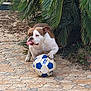Nimbus a rejoint le concours — aidez-le/la à gagner de superbes lots ! dog, bulldog, soccer_ball, tongue_out, paw, stone_pavement, outdoor, greenery, palm_leaves, playful, pet, animal, summer, nature, sport, funny_expression, closeup, daylight, mammal, grass
